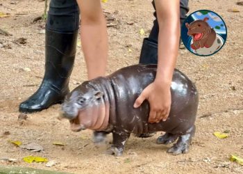 HIPPO